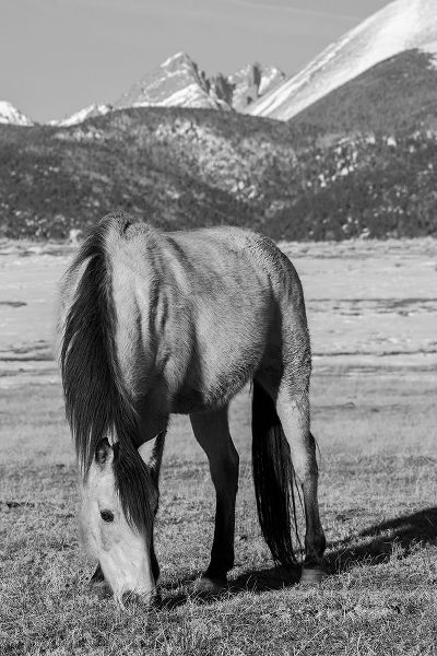 Hopkins, Cindy Miller 아티스트의 USA-Colorado-Westcliffe Music Meadows Ranch Buckskin horse with Rocky Mountains in the distance작품입니다.